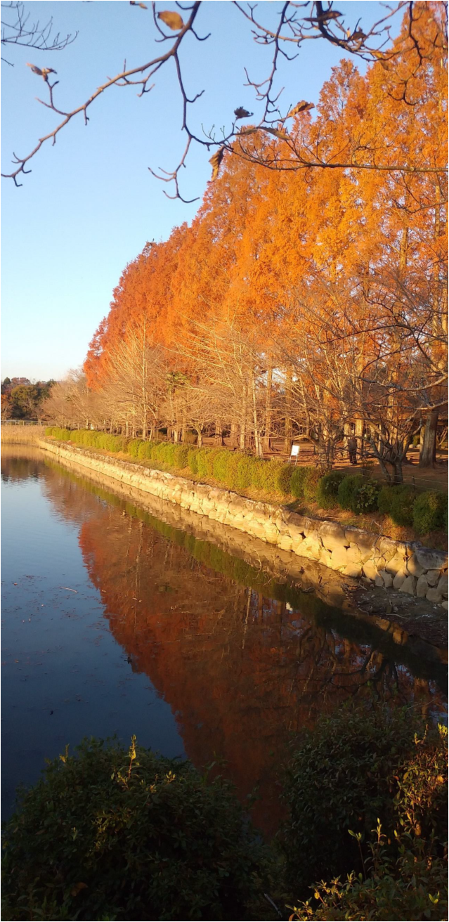 水面に映える紅葉