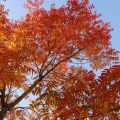 運動公園カイノキの紅葉