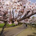 運動公園サクラ