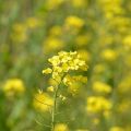 宝満川土手に咲く菜の花