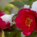 運動公園　寒椿に雪