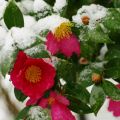 運動公園　寒椿に雪