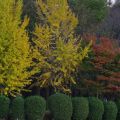 イチョウ色づく　城山公園