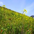 宝満川沿いの菜の花