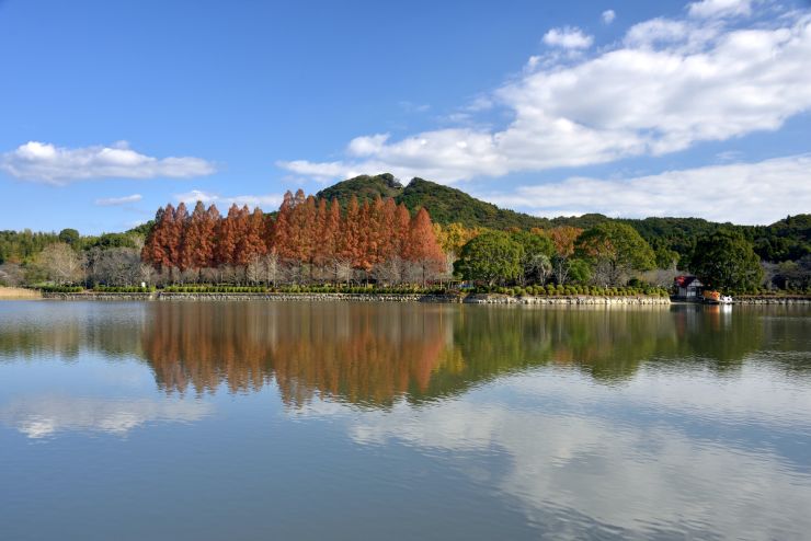 メタセコイアの紅葉（城山公園）