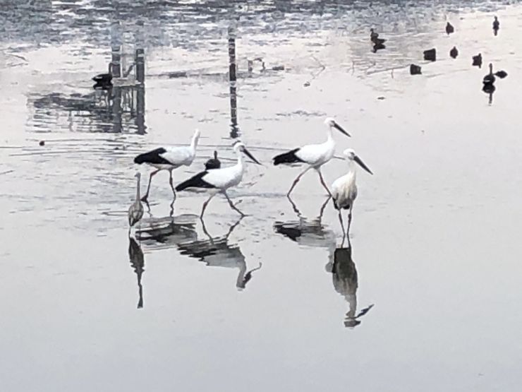 コウノトリの朝食