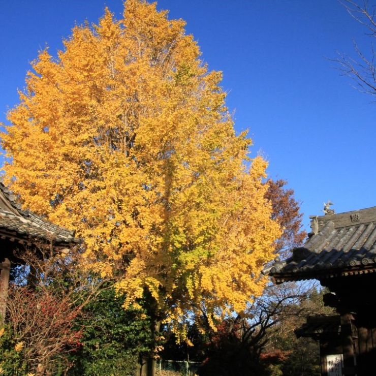 紅葉も終演を迎えました(2)