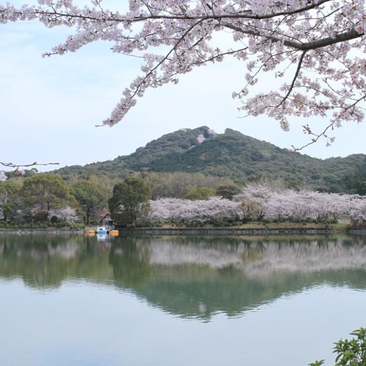 今年も満開桜