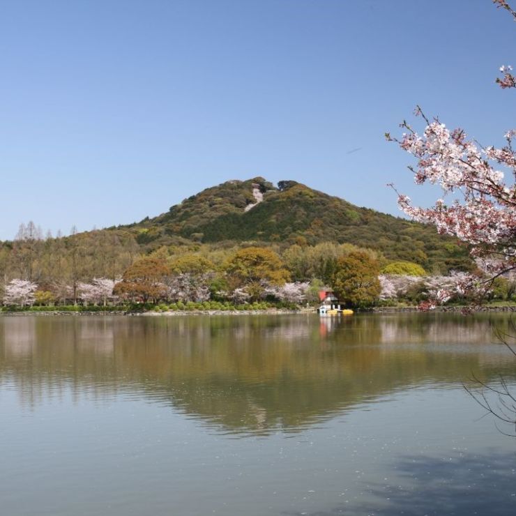 今年も満開