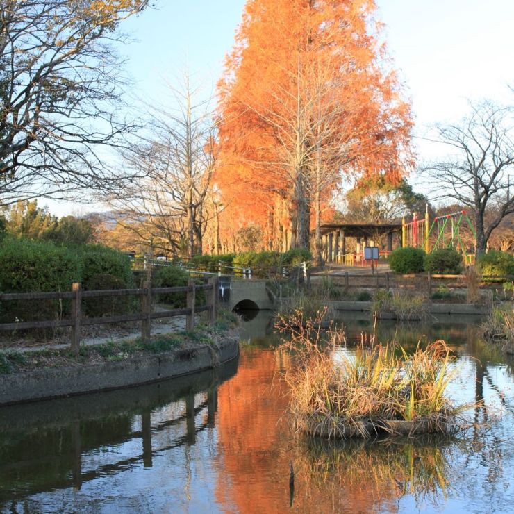 城山公園の紅葉(2)