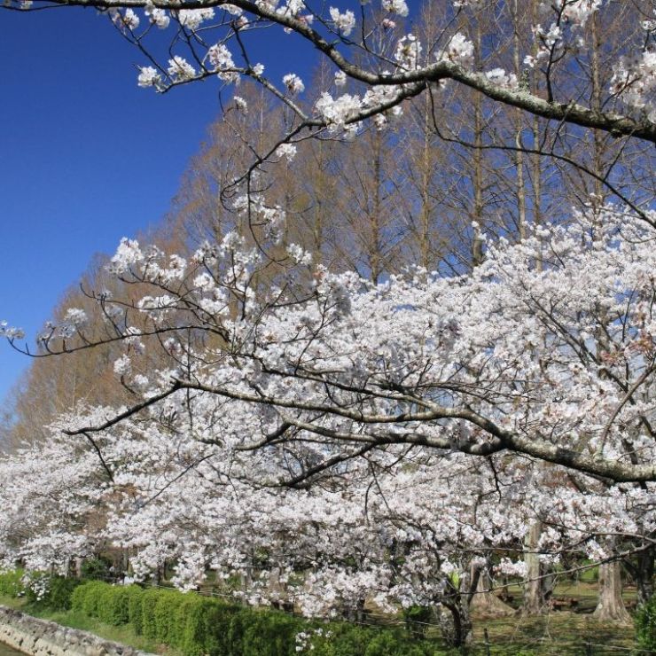 城山公園の桜とメタセコイア