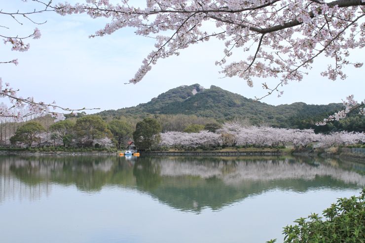 今年も満開桜