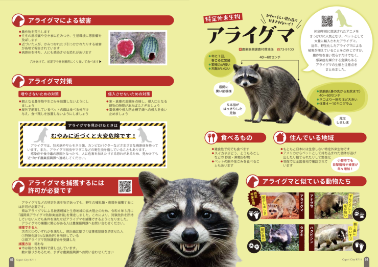 広報おごおり202511-0405アライグマ.png