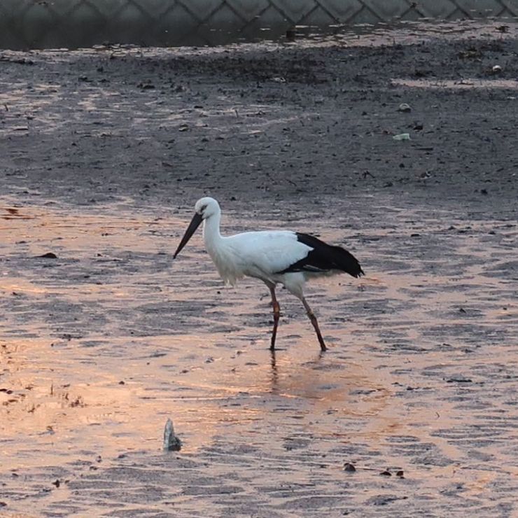 コウノトリ鳥