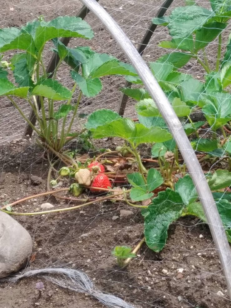 イチゴの旬は5月