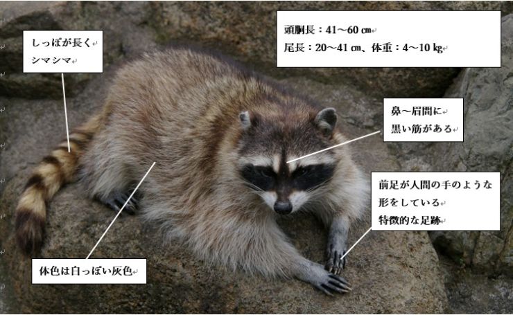 アライグマ.jpg