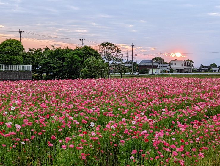 平和