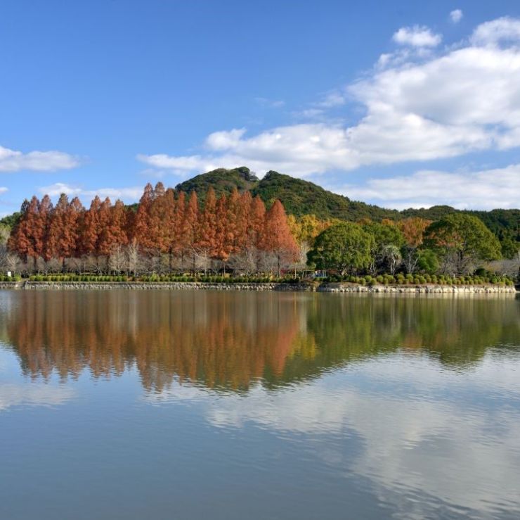 メタセコイアの紅葉（城山公園）