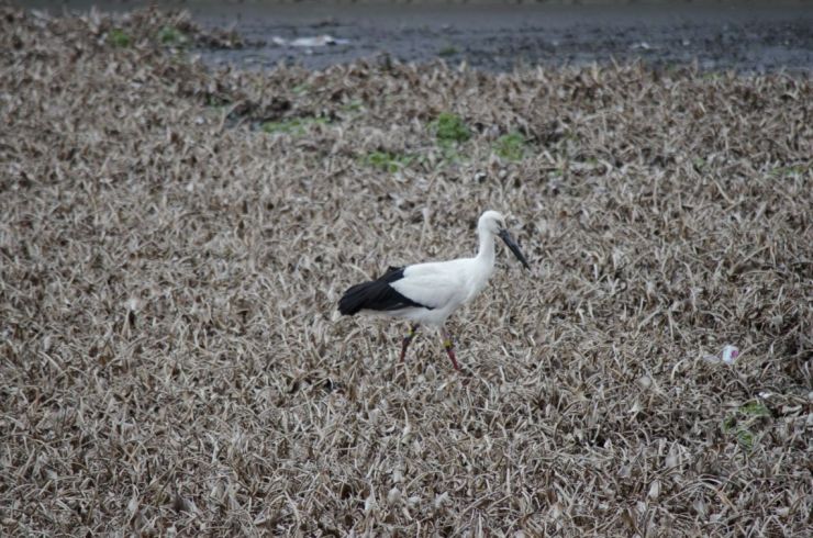 国の特別天然記念物　コウノトリ飛来