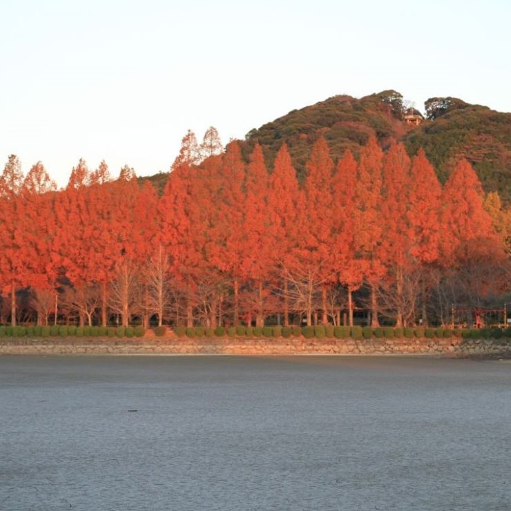 城山公園の紅葉