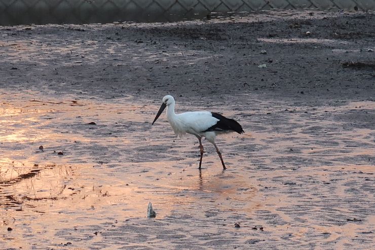 コウノトリ鳥