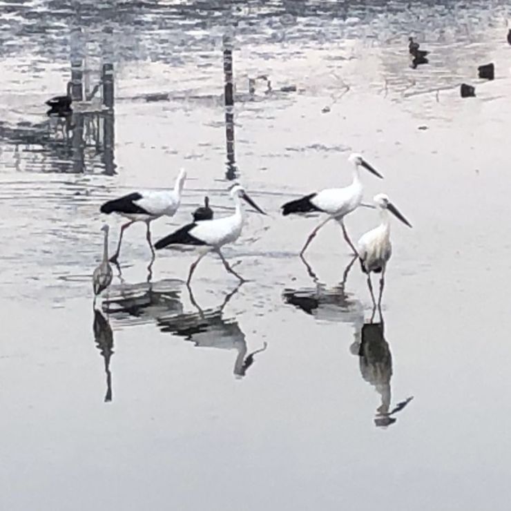 コウノトリの朝食