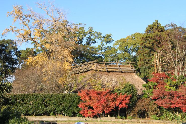 紅葉も終演をを迎えました