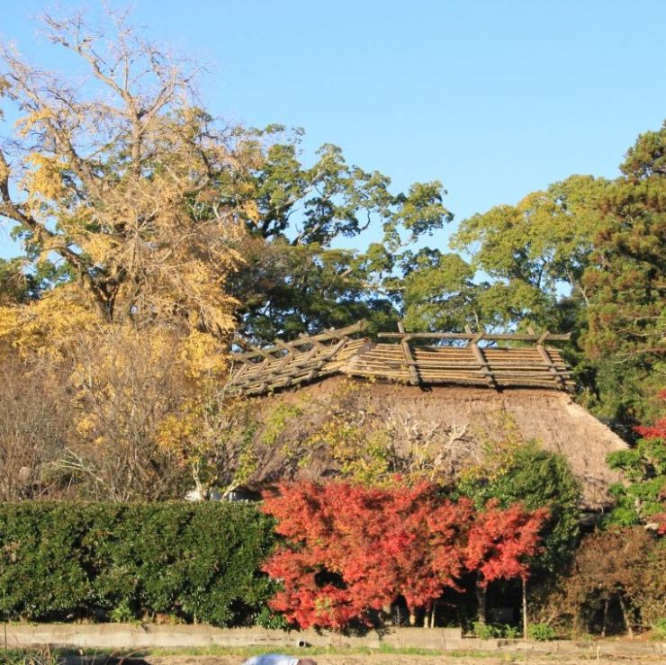 紅葉も終演を迎えました