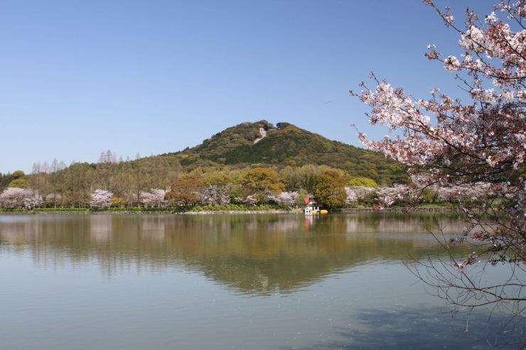 今年も満開
