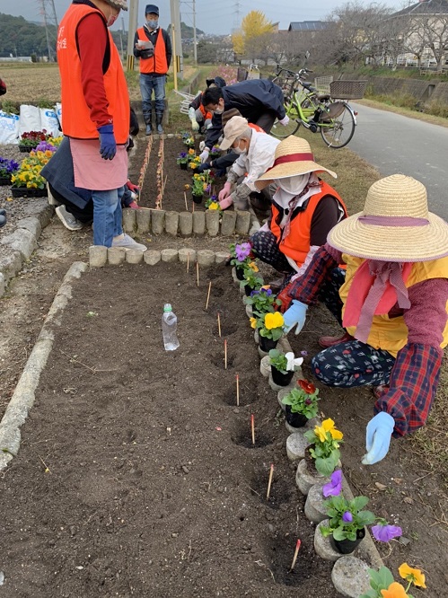 パンジー植え替えのようす.jpg