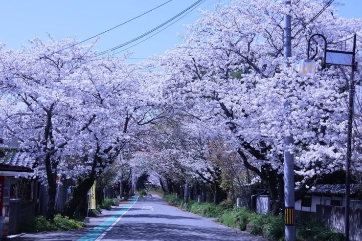 0515松崎桜3.jpg