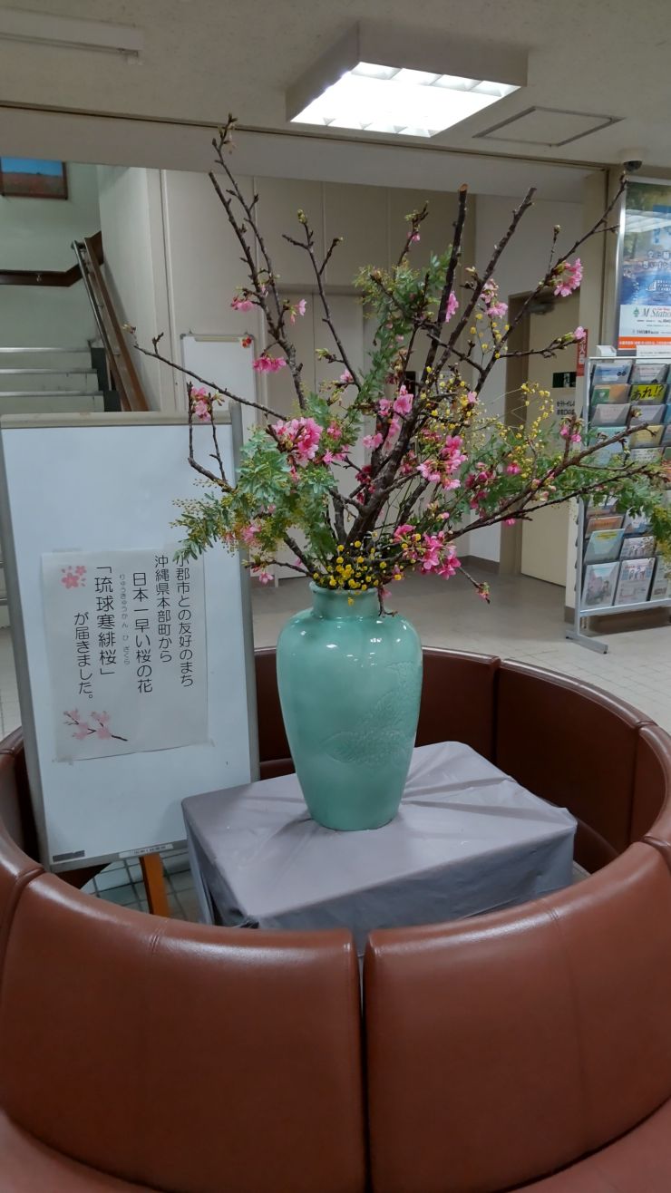 琉球寒緋桜.JPG