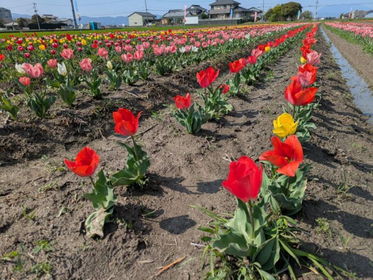 0402光行チューリップ園.jpg