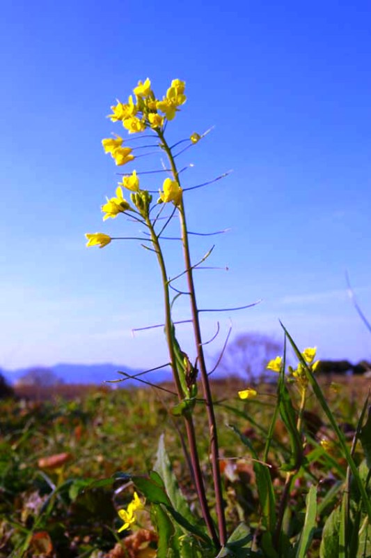 宝満川沿いの菜の花