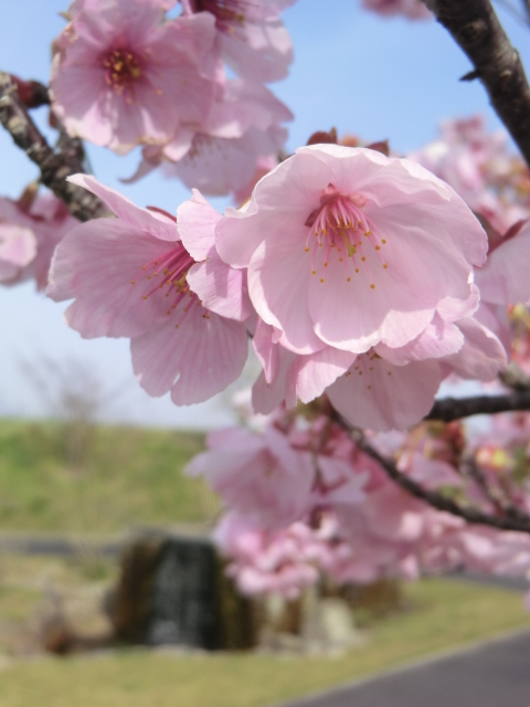 モモの花？