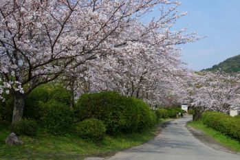 城山公園の桜