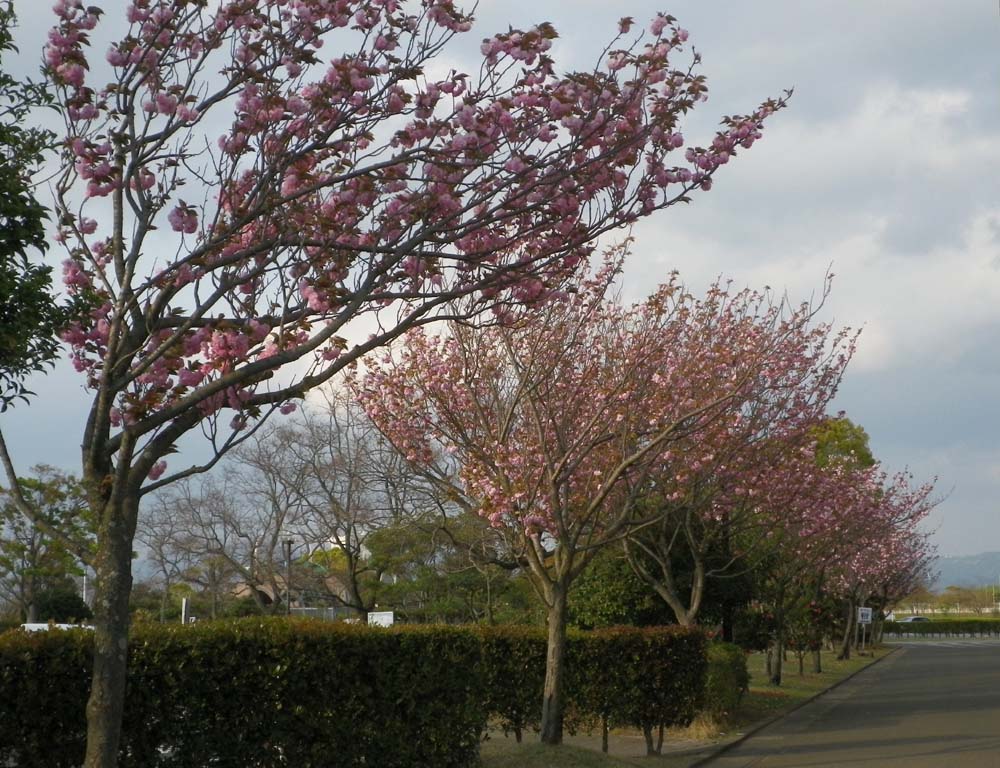 八重桜