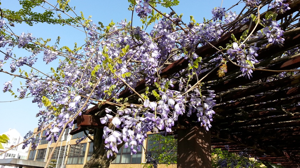 東町公園の藤