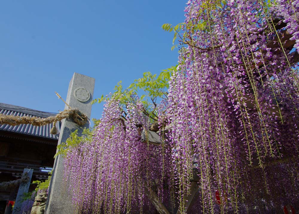 将軍藤の咲き始め