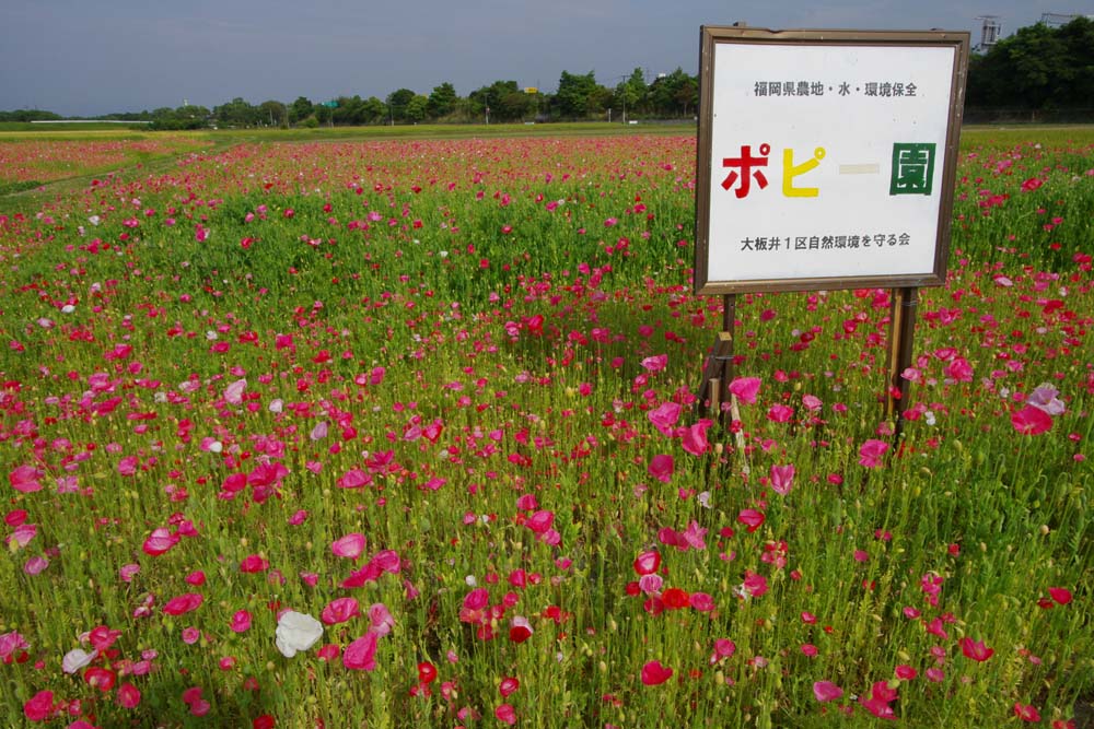 大板井1区ポピー園