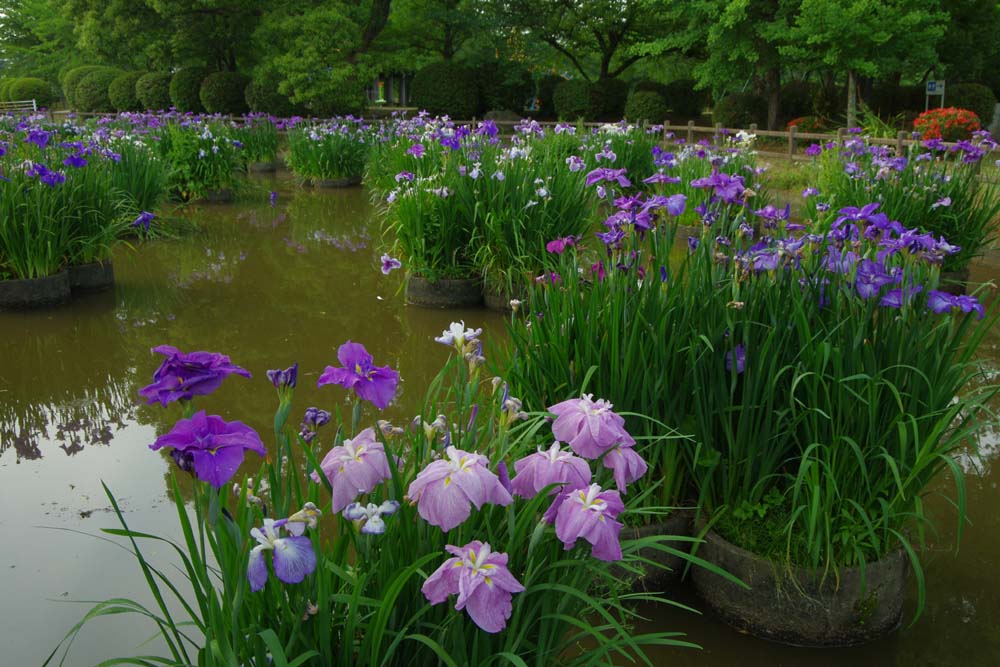 城山公園の花しょうぶ