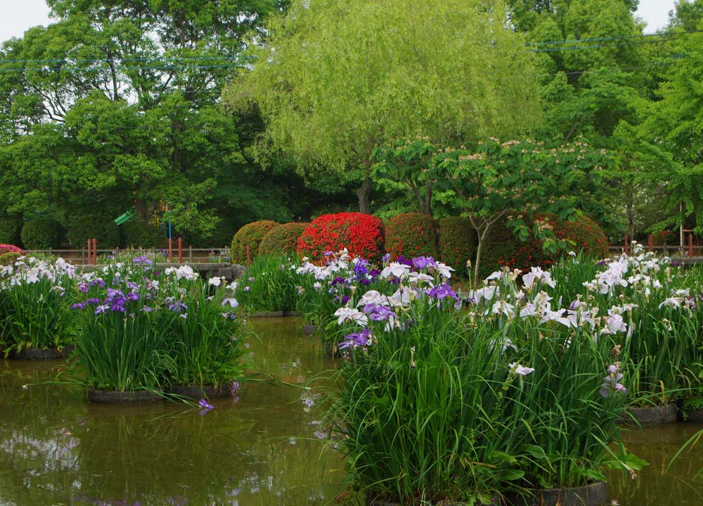 城山公園　ハナショウブ