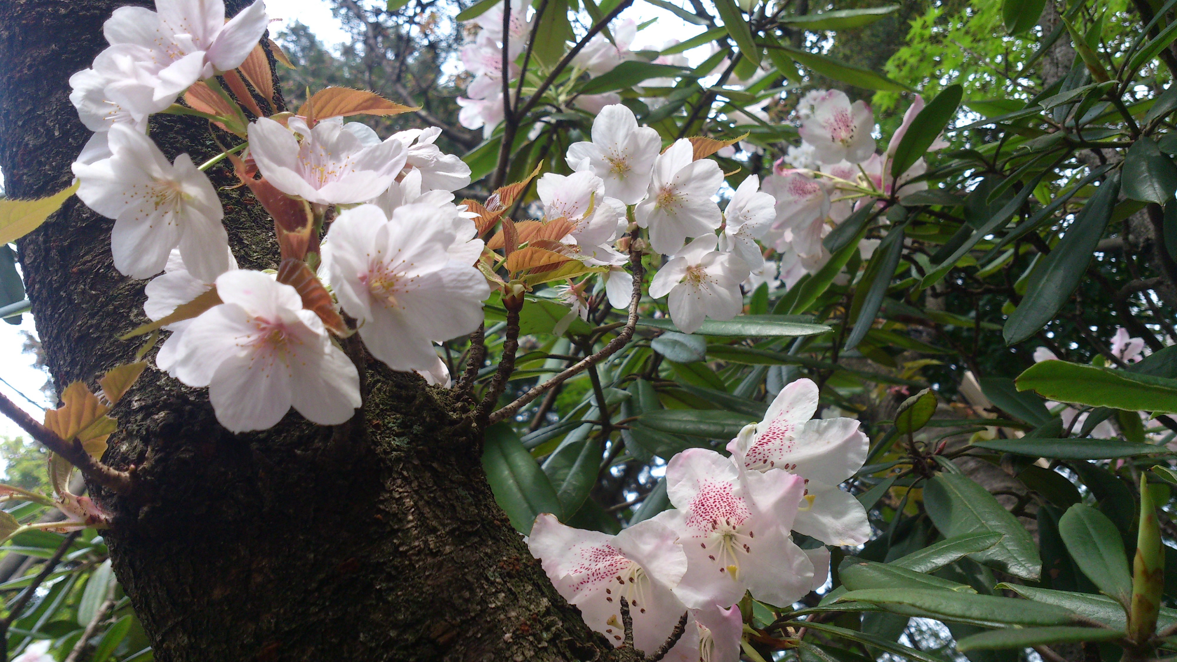 桜とシャクナゲ