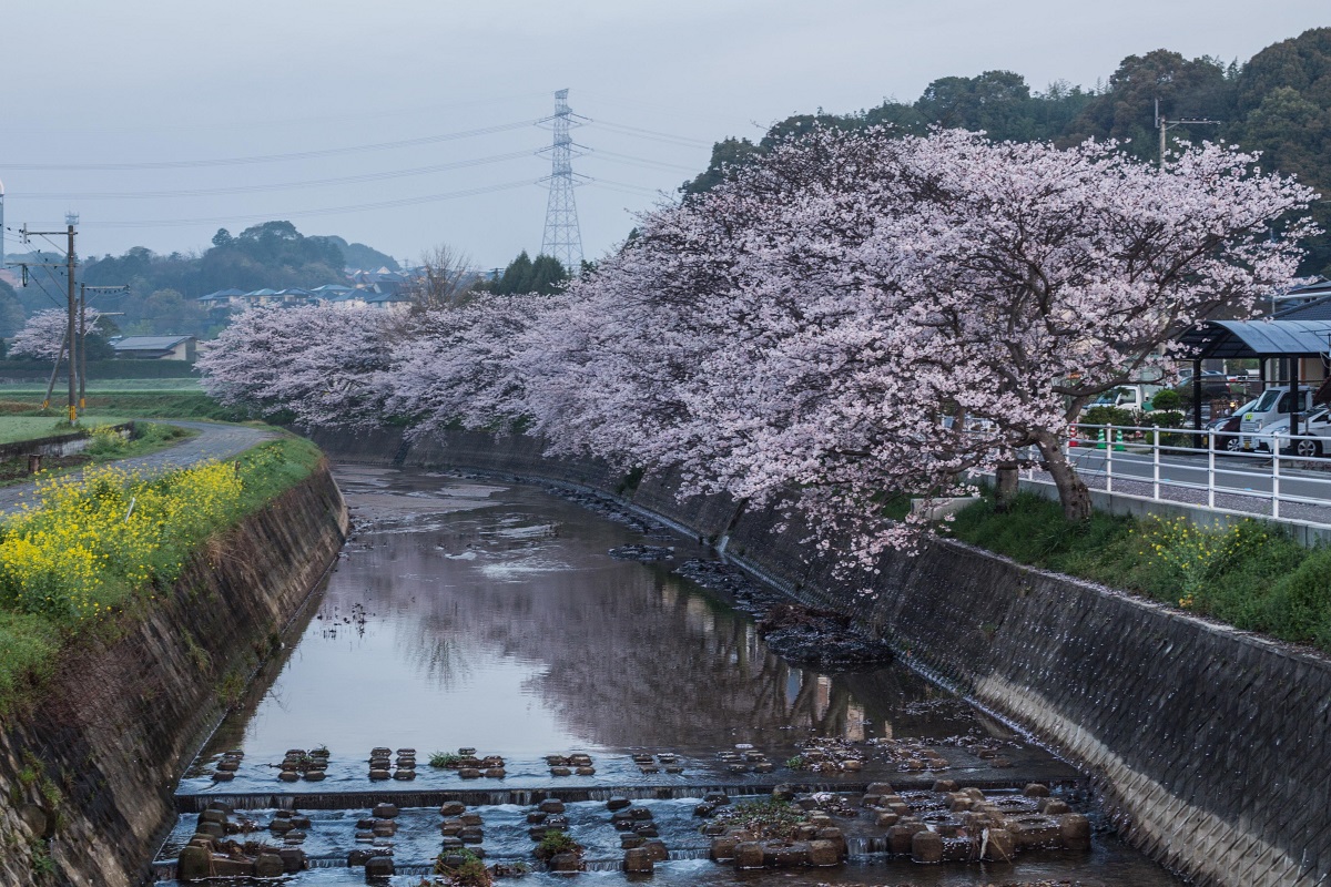 桜満開パート2