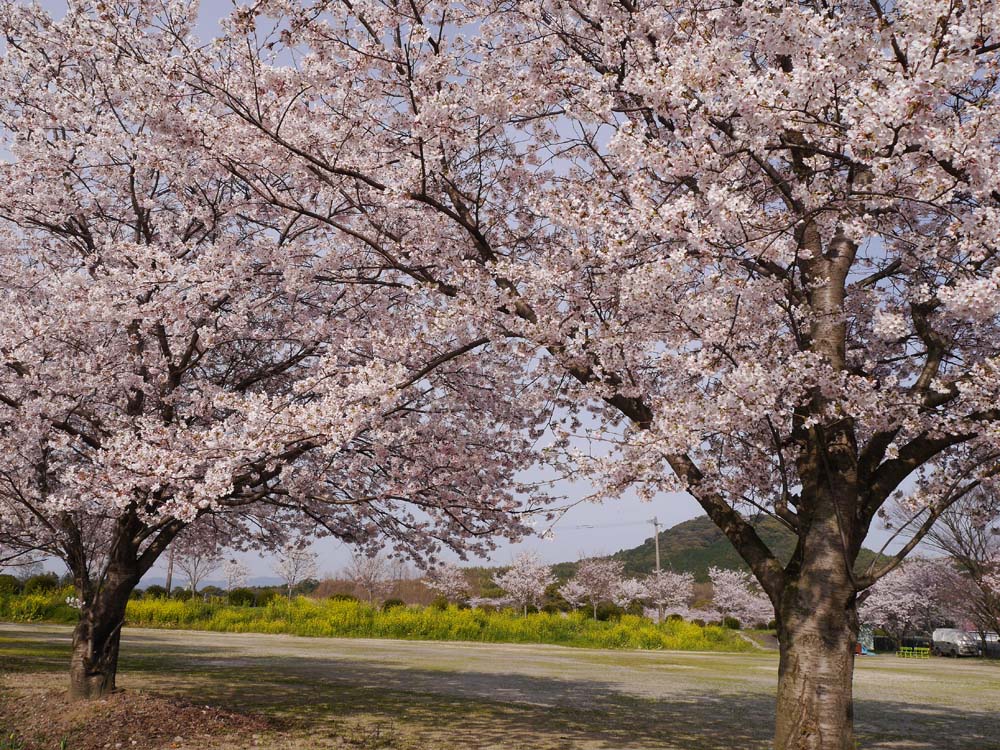 城山公園桜