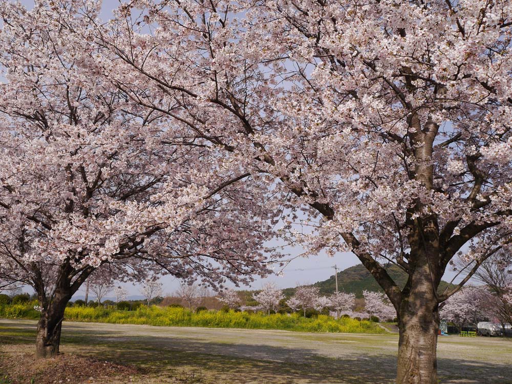 城山公園桜