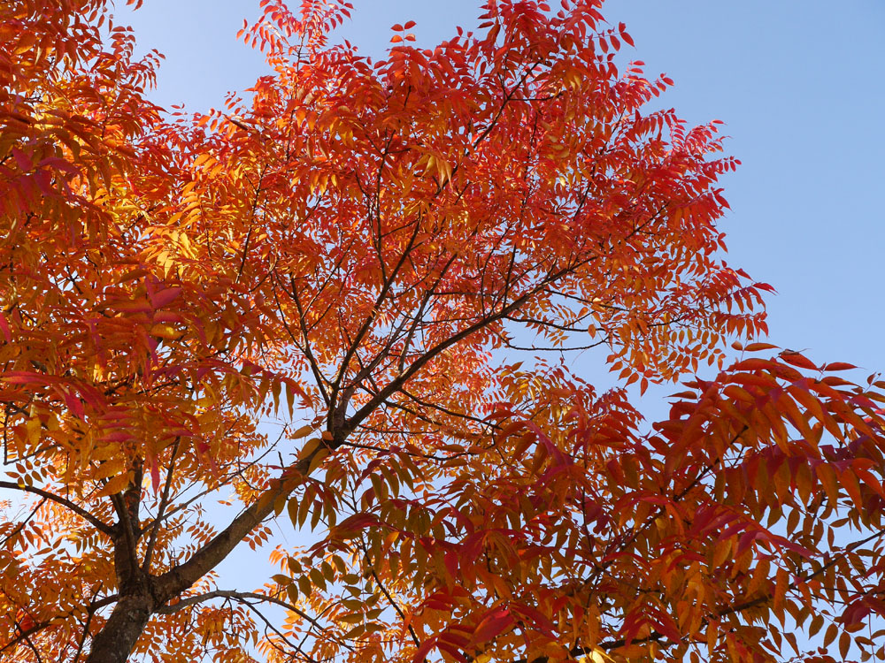 運動公園カイノキの紅葉