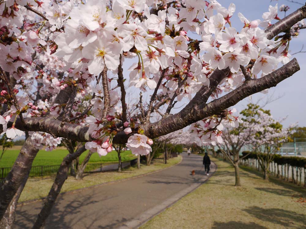 運動公園サクラ