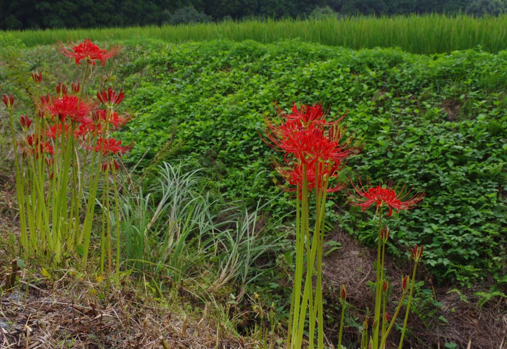 城山公園　彼岸花開花