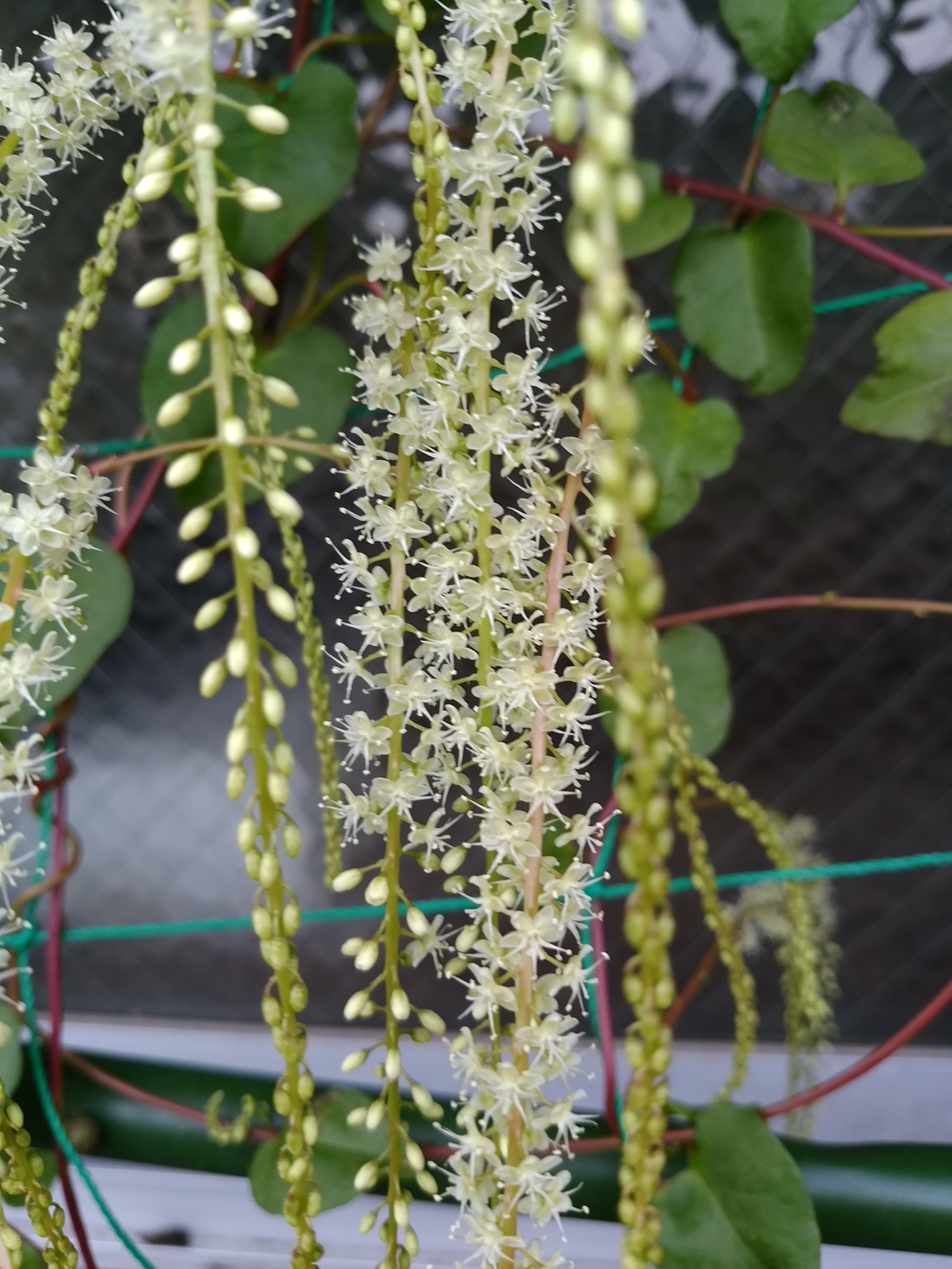 雲南百薬（オカワカメ）の花